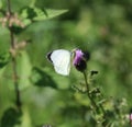 Small White butterfly Royalty Free Stock Photo