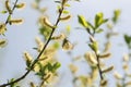 A small white butterfly sitting on a yellow furry buds of the pu