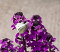 Small White Butterfly Royalty Free Stock Photo