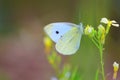 Small White butterfly (Pieris Rapae) Royalty Free Stock Photo