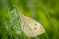 Small white or cabbage white butterfly Pieris rapae on Red clover Trifolium pratense Royalty Free Stock Photo