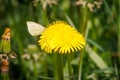 a white cabbage sits on a yellow buttercup Royalty Free Stock Photo
