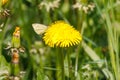 a white cabbage sits on a yellow buttercup Royalty Free Stock Photo