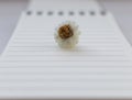 Small white camomile chamomile flower on open notebook with blank sheet unfocused background. Beginning and writing concept.