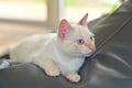 Small white cat with blue eyes resting on a couch Royalty Free Stock Photo