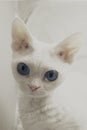 Small white cat, Devon Rex breed, on a white background. The cat has bright blue eyes and white curly hair Royalty Free Stock Photo