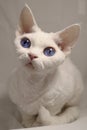 Small white cat, Devon Rex breed, on a white background. The cat has bright blue eyes and white curly hair Royalty Free Stock Photo