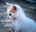 Small white cat in a garden Royalty Free Stock Photo
