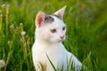 A small white cat sits in the garden in the thick grass Royalty Free Stock Photo