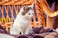 A small white cat sits in a rocking chair. Comfort at home_