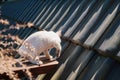 Small white cat sneaking on the wooden fence to roof. Royalty Free Stock Photo