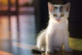 Small white cats are licking themselves clean themselves. Royalty Free Stock Photo