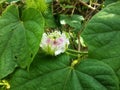 small white cecendet flowers native to eastern Indonesia