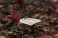 Small white champignon in autumn forest among red leaves. Seasonal mushroom in the woods. Nature or healthy organic food Royalty Free Stock Photo