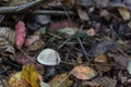 Small white champignon in autumn forest among red leaves. Seasonal mushroom in the woods. Nature or healthy organic food Royalty Free Stock Photo
