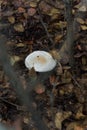 Small white champignon in autumn forest among red leaves. Seasonal mushroom in the woods. Nature or healthy organic food Royalty Free Stock Photo