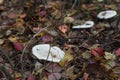 Small white champignon in autumn forest among red leaves. Seasonal mushroom in the woods. Nature or healthy organic food Royalty Free Stock Photo