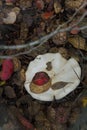 Small white champignon in autumn forest among red leaves. Seasonal mushroom in the woods. Nature or healthy organic food Royalty Free Stock Photo