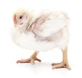 Small white chicken. Royalty Free Stock Photo