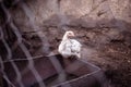 A small white chicken on a farm sits on a metal trough Royalty Free Stock Photo