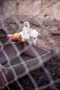 A small white chicken on a farm sits on a trough Royalty Free Stock Photo