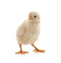 Small white chicken Royalty Free Stock Photo