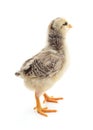 Small white chicken Royalty Free Stock Photo