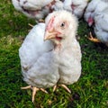 Small white chicken, meat breed Czech broiler, close-up Royalty Free Stock Photo