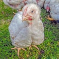 Small white chicken, meat breed Czech broiler, Royalty Free Stock Photo