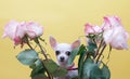 A small chihuahua dog peeks out of a festive bouquet of roses on a yellow wall background.
