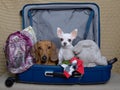 A small white chihuahua dog and a dachshund hunting dog pose in a large open blue suitcase full of things.