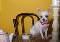 A Small White Chihuahua Dog Drinks Tea At Home In The Kitchen From A Vintage China Cup Looking Away From The Sunlight.