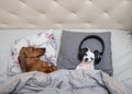 A small chihuahua dog listens to music in big black headphones while lying in bed, and a dachshund sleeps next to it. Royalty Free Stock Photo