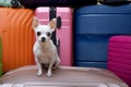 A small chihuahua dog tensely looking at the camera is waiting for a trip against the backdrop of large suitcases. Royalty Free Stock Photo