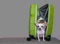 A small white chihuahua dog looks in surprise from a small open suitcase in bright green. Royalty Free Stock Photo