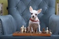 A small white chihuahua dog plays chess sitting at a chessboard with his head tilted.