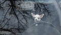 A small white Chihuahua dog sits behind the wheel of a large car - a view through the windshield at the dog driver. Royalty Free Stock Photo