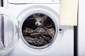 A small Chihuahua dog sits deep in the open drum of a washing machine quietly looking straight into the camera.