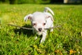 Small white chihuahua puppy on a lawn Royalty Free Stock Photo