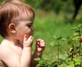 a small white child stands near a bush of red currant and eats berries Royalty Free Stock Photo