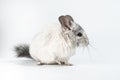 Small white chinchilla isolated against a white background Royalty Free Stock Photo