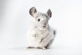 Small white chinchilla isolated against a white background Royalty Free Stock Photo