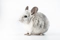 Small white chinchilla isolated against a white background Royalty Free Stock Photo