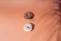 Small white and chocolate ring donut with glaze and colorful crumbs with dracaena shadows on a brown pastel background Royalty Free Stock Photo