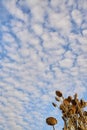 Small white clouds in the blue sky. Dry sunflower on sky background Royalty Free Stock Photo