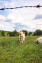 Small white cow standing in a field with green grass Royalty Free Stock Photo