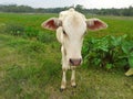 A small white cow standing on meadow and looking straight to camera.