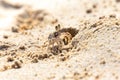 A small white crab crawls out of a hole in the sand on the beach, Oahu, Hawaii, USA Royalty Free Stock Photo