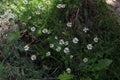 Small white daisies in the tall green grass. Royalty Free Stock Photo