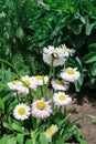 Small white daisies in the tall green grass. Royalty Free Stock Photo